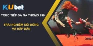 Trải nghiệm trực tiếp đá gà Thomo 999 trên Kubet: Sôi động và hấp dẫn