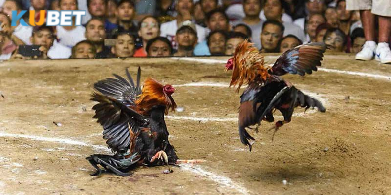 Đá gà vua sân cỏ mang đến trải nghiệm đấu trường thực tế